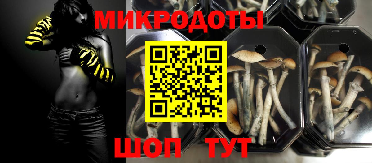 Галлюциногенные грибы Psilocybe Карпинск